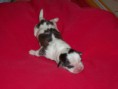 VENDE-SE FILHOTE MACHO DE LHASA APSO - COR TRICOLOR BRANCO/CHOCOLATE/MARROM - FILIAÇÃO DA MELL